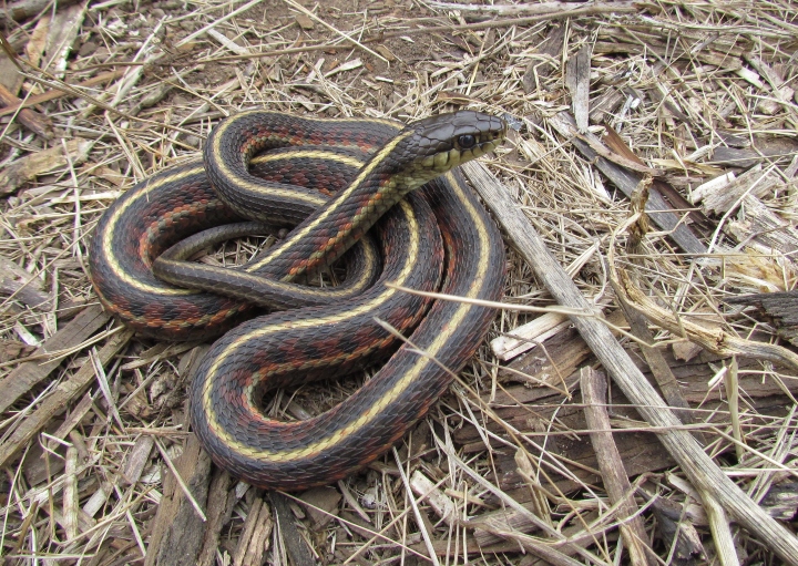 Coast Garter Snake